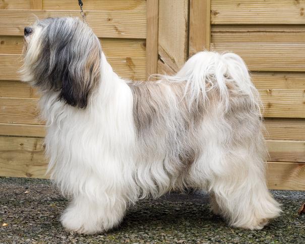 Tibetan Terrier tiamastae boshay nyma