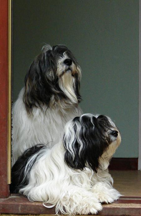 Tiamastae Tibetan Terriers