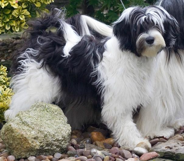 tiamastae dazzle dragon tibetan terrier