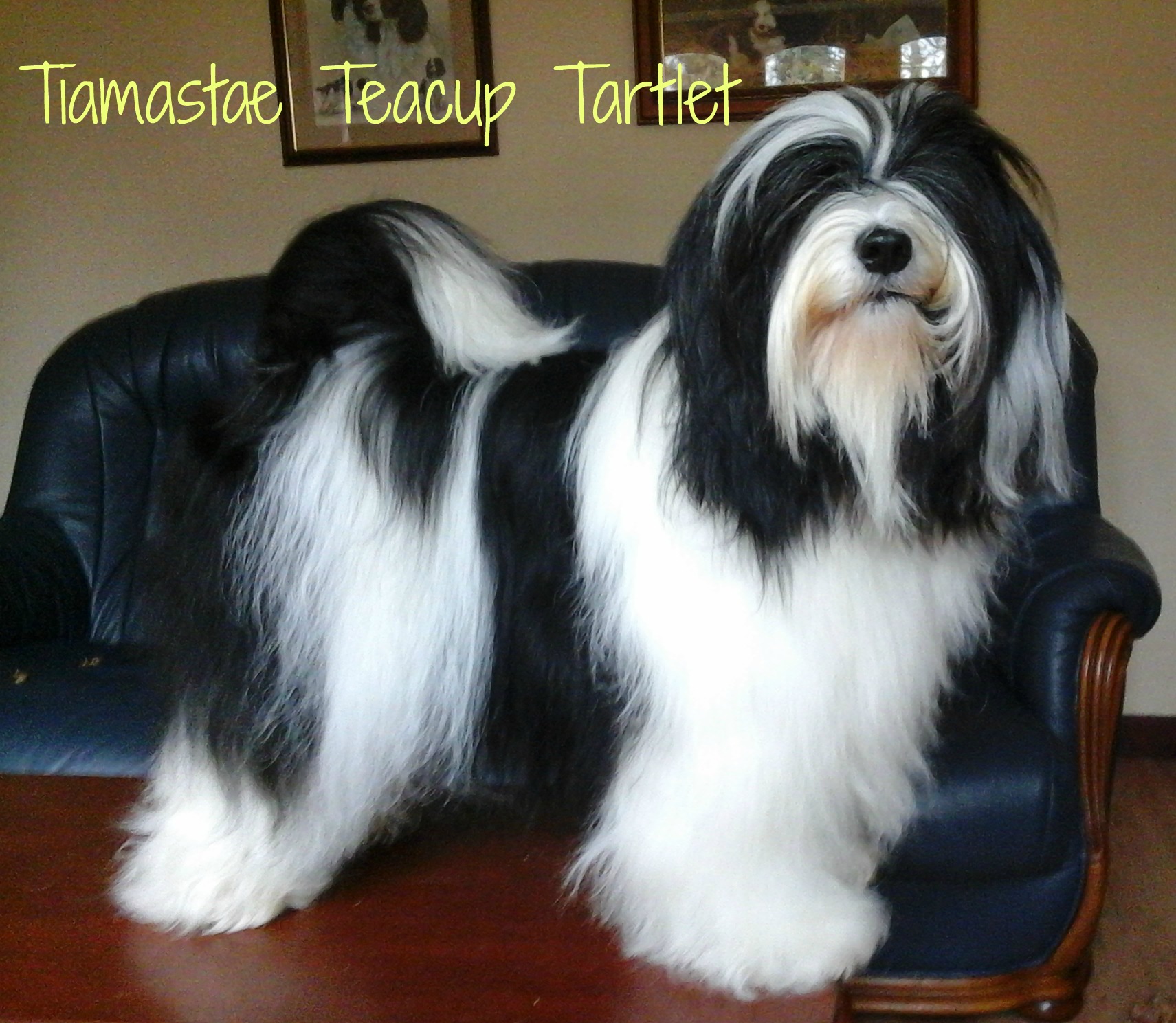 tiamastae Teacup Tartlet