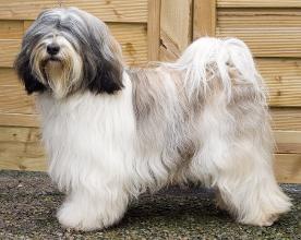 Tiamastae Tibetan Terrier