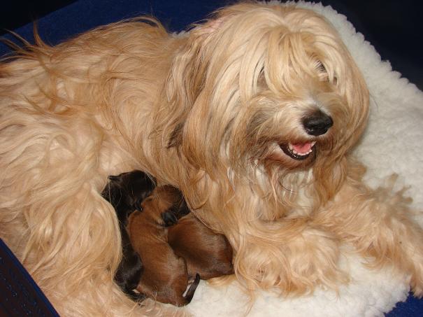 tibetan terrier puppies gold