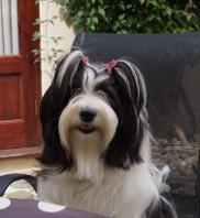 tiamastae Tibetan Terrier