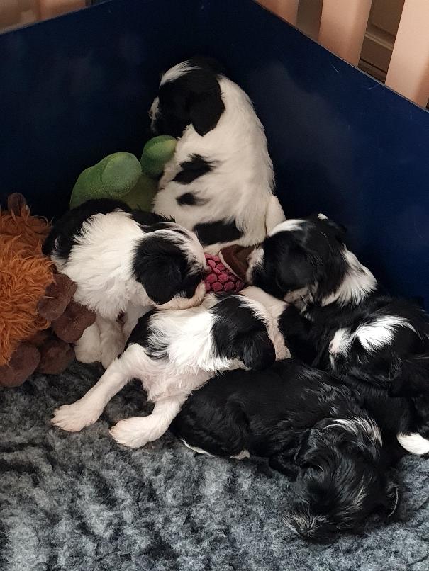 tibetan terrier puppies for sale