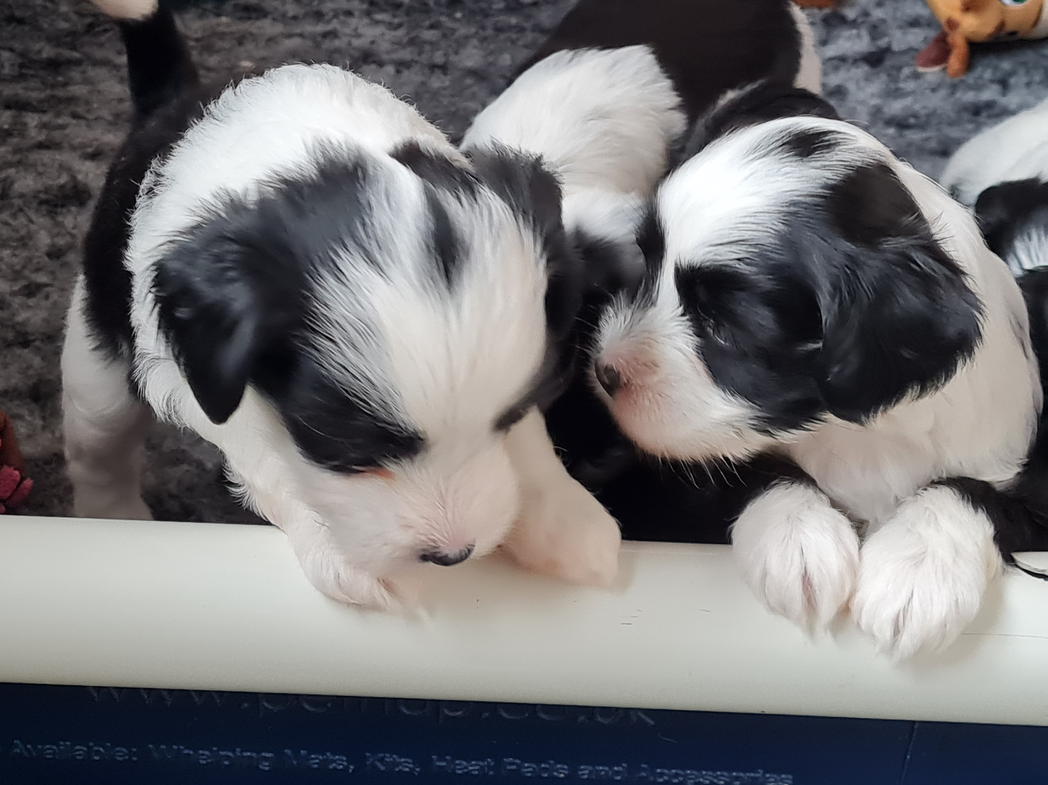Tibetan Terrier: standard, temperamento e altro