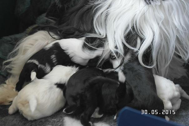 tibetan terrier puppies