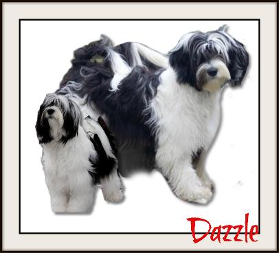 tiamastae dazzle dragon tibetan terrier