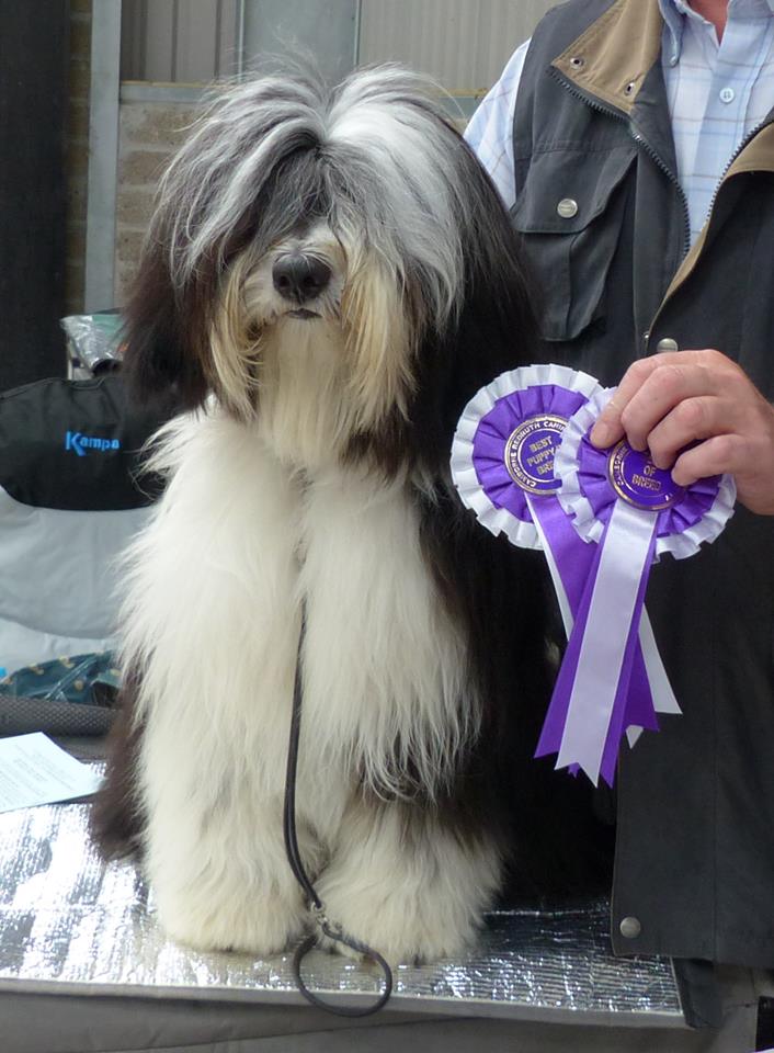 tibetan terrier breeder