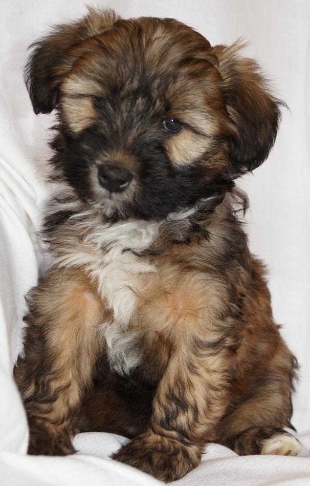 Tibetan terrier for sale