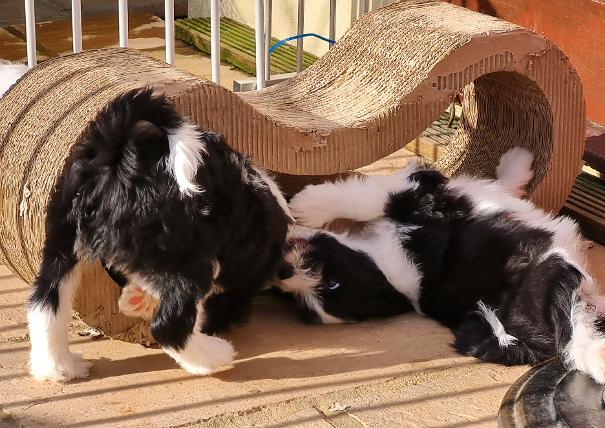 Tibetan Terrier puppies