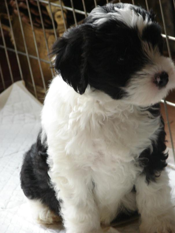 tibetan terrier head