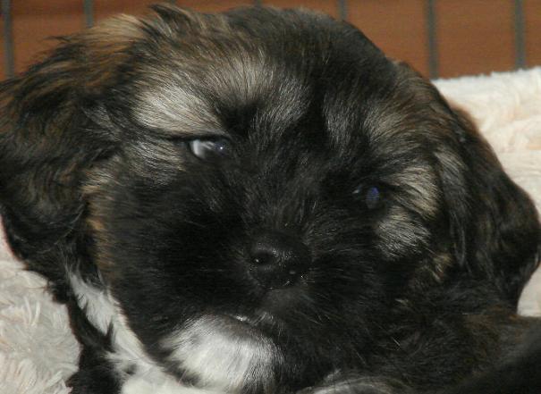 tibetan terrier fpuppies for sale