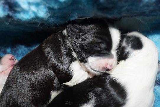 Tibetan Terrier Puppies