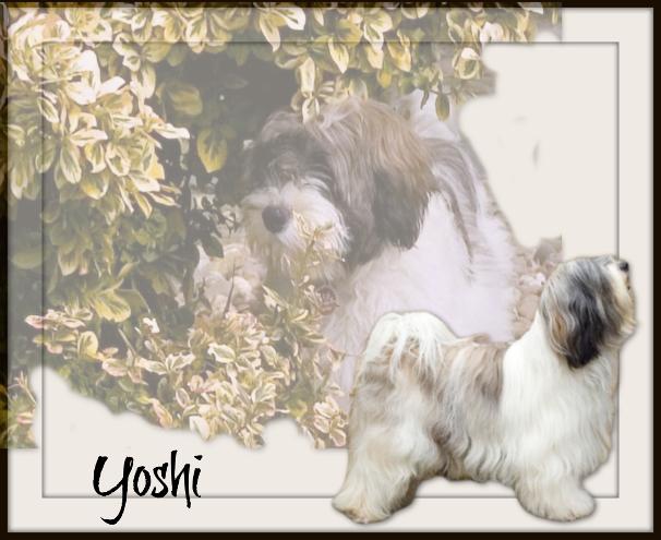 Tiamastae Tibetan Terriers